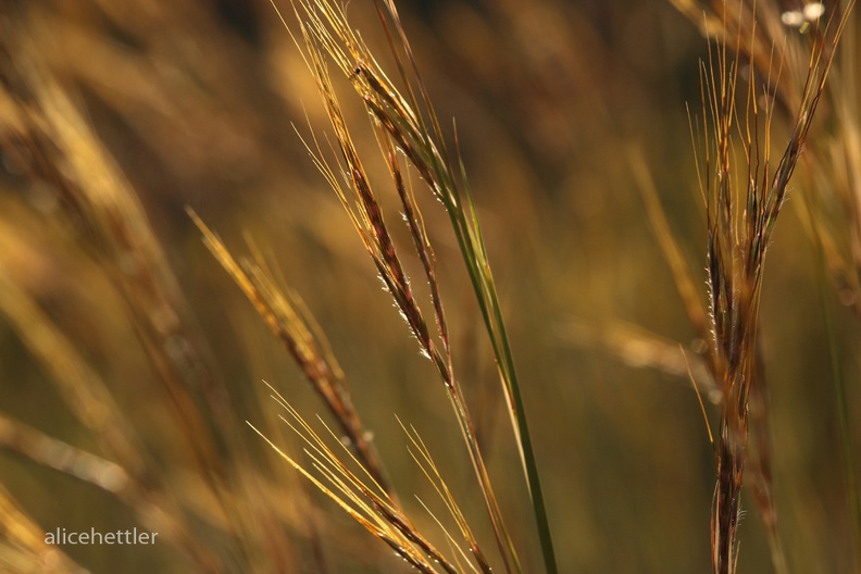 Gras (Poaceae sp.)